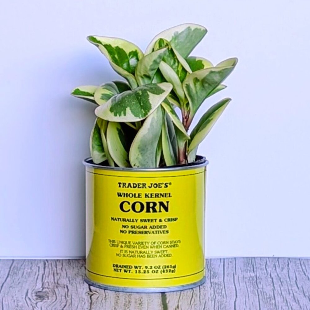 🌿 Trader Joe's 3" Mini Can Food Planter w/ Foliage -NWT